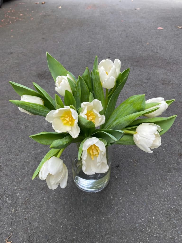 Bình Tulip Hà Lan Trắng Tinh Tuyển