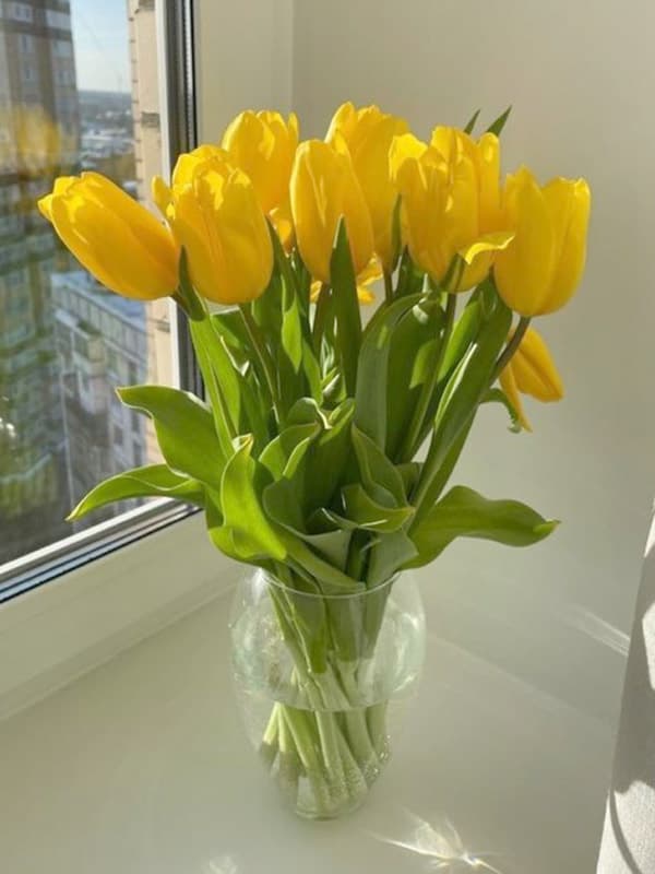 Tulip Vàng Rực Rỡ