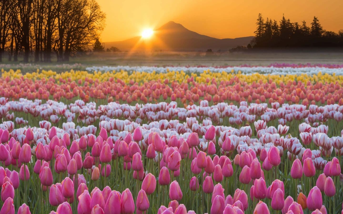 Tulip